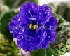 African Violet VAT-DISCO - VAT-DISKOTEKA
